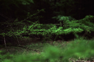 green coniferous branch in the rainy forest, deep shadows