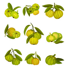 Garcinia Cambogia Fruit Looking Like Small Green Pumpkin Vector Set
