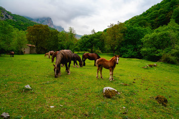 Caballos marrones en primer plano sobre un prado verde con un bosque de hayas de fonfo y cielo nublado 