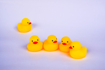 Yellow duck toys isolated on white background for friendship and unity concept.