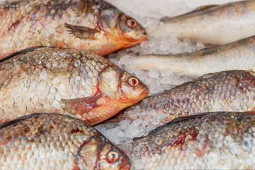 Fresh fish on ice at a market counter. Healthy eating Close-up.