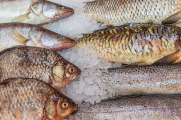Fresh fish on ice at a market counter. Healthy eating Close-up.