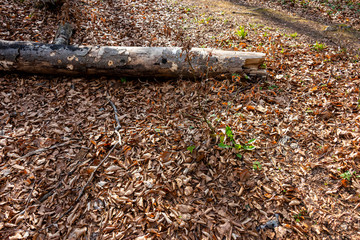 Seamless autumn leaves background