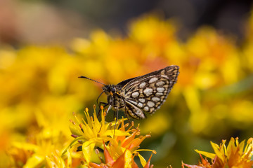 Colorful butterfly on the sunny yellow flowers