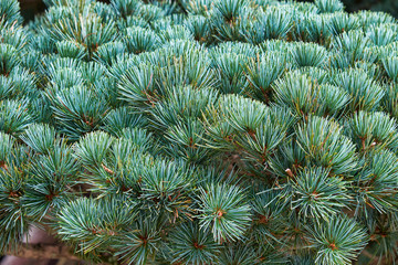 The crown of pinus parviflora Negishi. Japan