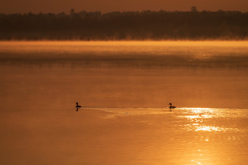 Płynące po jeziorze kaczki o wschodzie słońca.