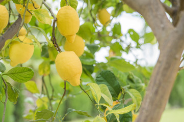 Lemons Growing on Lemon Trees in Spain