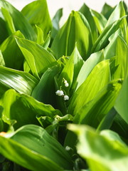 Forest medicinal plants.Large green leaves of lilies of the valley with small white flowers.