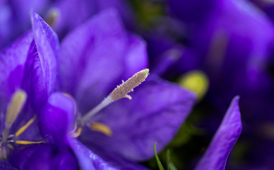 Campanula Glockenblume Makro
