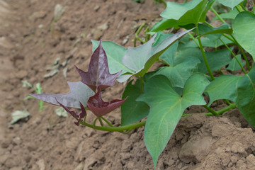 Planting sweet potatoes organic with vines in the summer.