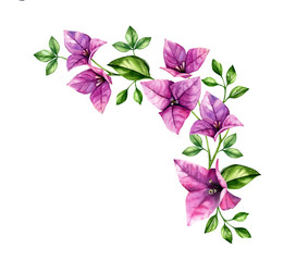 Watercolor bougainvillea branch. Corner design element. Violet tropical flowers arrangement. Hand painted floral background. Botanical illustrations isolated on white - obrazy, fototapety, plakaty