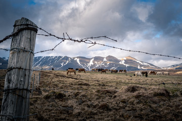Iceland landscape horses