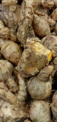 Curcuma is photographed in bokeh mode