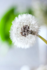 Macro shot of a dandelion. Natural background, sparkling bokeh. Art photography.