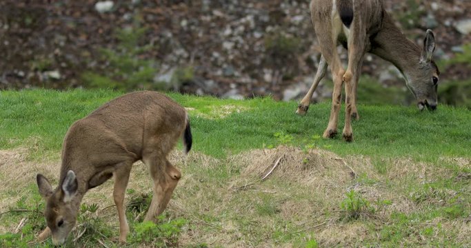 Black tailed deer grazing and eating fresh grass. Whistler, BC. 