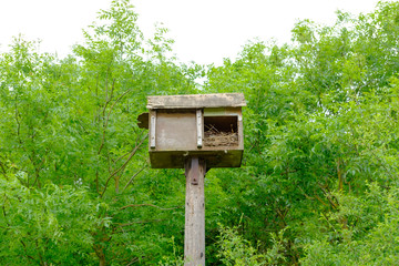 Bird of prey nest box seen high up on a heavy duty wooden pole in a nature reserve. Fresh nesting twigs can be seen in the bird box.