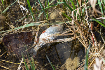 Naklejka na ściany i meble Dead fish floated in the river, water resource, water pollutio