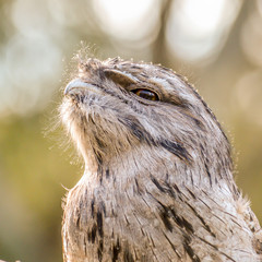 close up head of a tawny frogmouth owl