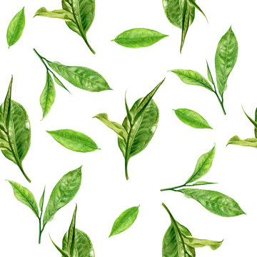 Hand drawn watercolor tea leaves hand drawn watercolor illustration. Seamless pattern.