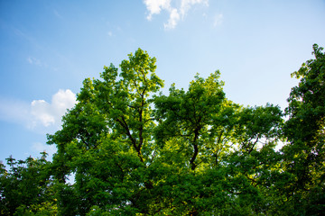 Obraz premium Sky over Trees