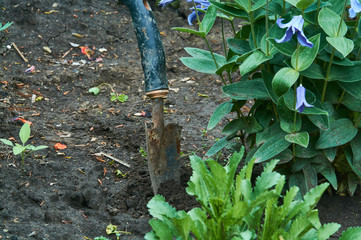 In the womans hand, small blue rakes for care of plants and flowers in garden. Gardening.