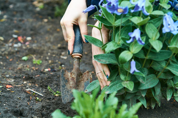 Fototapeta premium In the womans hand, small blue rakes for care of plants and flowers in garden. Gardening.