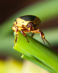 Yellow and black close up of bug