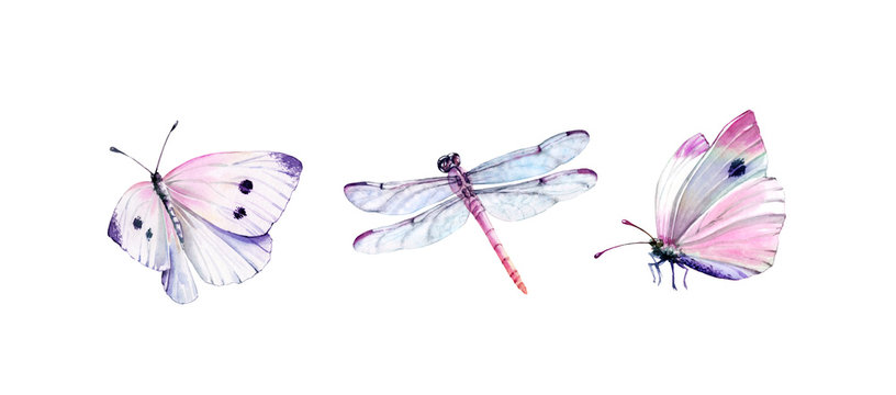 Watercolor set of dragonfly and white butterflies. Realistic insect painting isolated on white. Detailed wings and pink body. Hand painted collection of summer illustrations