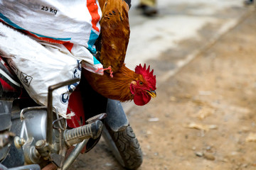 Obraz premium Game cock in a shopping bag in Vietnam