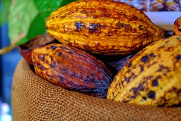 A pile of ripe cocoa pods on a brown bag with beautiful yellow and orange color with rough texture.