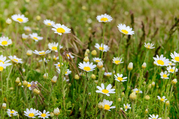 Daisies in the summer green meadow. Oxeye daisy, Leucanthemum vulgare. Chamomile flowers with white petals. Medicinal herb.