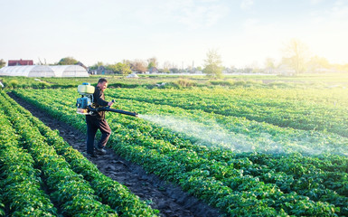A farmer sprays a potato plantation with pesticides. Protecting against insect plants and fungal...