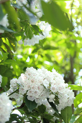 可愛いカルミアの花 （白）