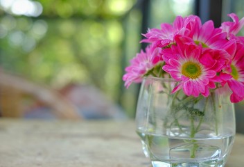 A bouquet of pink daisy flowers with green stem in a clear glass on a soft brown wooden coffee table in a backyard with blurry background with morning sun.