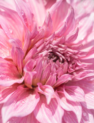 Obraz premium Pink Dahlia Flower Close-up