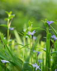 Obraz na płótnie Canvas Vinca herbacea flowers blooming in the garden