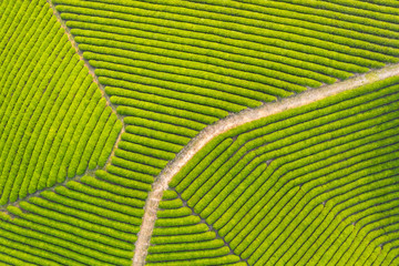 aerial view of tea farm