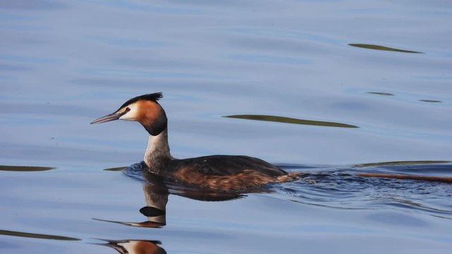 Haubentaucher&nbsp;(Podiceps cristatus) bringt Nistmaterial