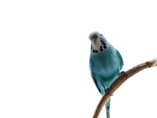 budgerigar, small talking male of blue color, cute playful pet