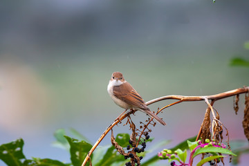 Common Whitethroat, Sylvia communis. Early morning bird sits on a dry branch.