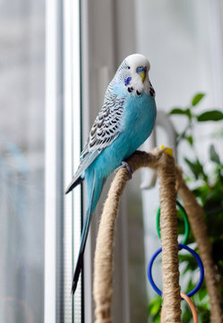 budgerigar, small talking male of blue color, cute playful pet