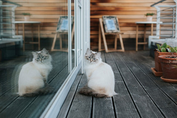 Neva Masquarade Katze auf einer Dachterrasse schaut durch das Fenster.