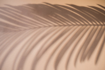 Shadow of palm leaf on natural earthy colors background. Creative drawing of light and shadow for...