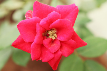 A beautiful red rose closeup