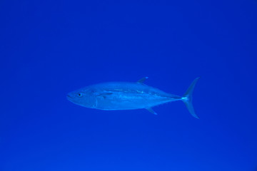 Dogtooth tuna fish, Gymnosarda unicolor