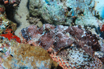 Naklejka na ściany i meble Bearded scorpionfish, Scorpaenopsis barbata