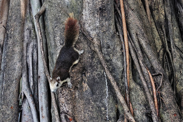 A beautiful squirrel of amazing coloring sits on a tree trunk upside down. Chocolate back and fluffy tail, beige legs and muzzle. Lovely animal. Thailand.