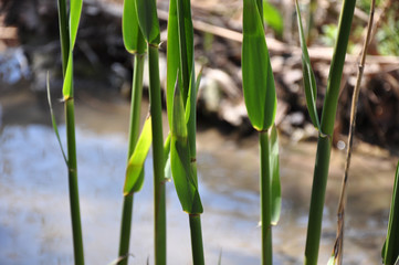 spring plants, reeds in the swamp