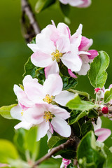 apple tree blossom
