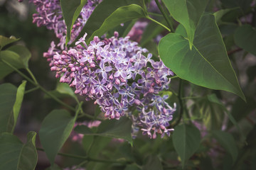 Fototapeta na wymiar Branch of lilac flowers with the leaves. Spring